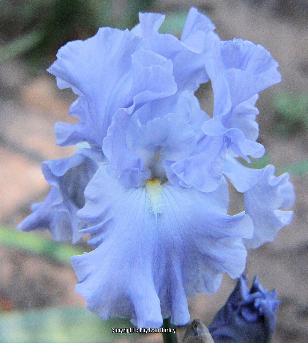 Photo of Tall Bearded Iris (Iris 'Into the Blue') uploaded by Ivan_N_Tx