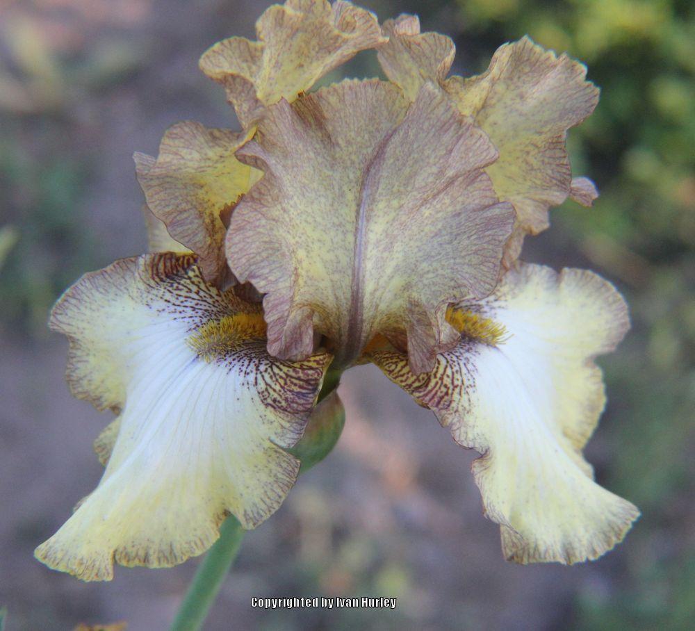 Photo of Tall Bearded Iris (Iris 'Patina') uploaded by Ivan_N_Tx