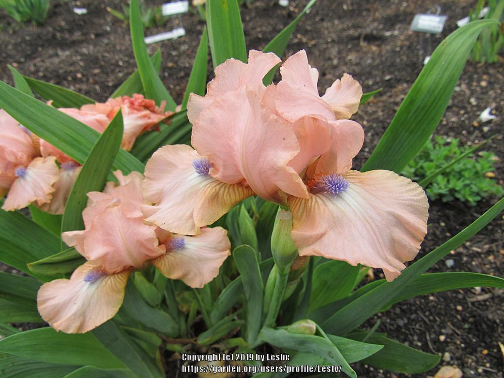 Photo of Standard Dwarf Bearded Iris (Iris 'Pinkster') uploaded by Lestv
