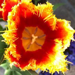 Location: My garden, central NJ, Zone 7A
Date: 2019-04-18
Fringed Tulips are Amazing