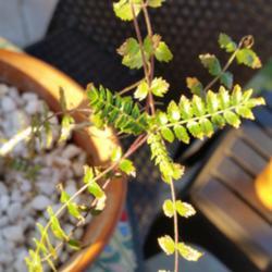 Location: Glendale, AZ
Date: 2019-04-18
Boswellia Neglecta leaves