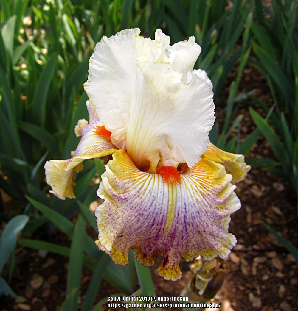 Photo of Tall Bearded Iris (Iris 'Fantasy Ride') uploaded by UndertheSun