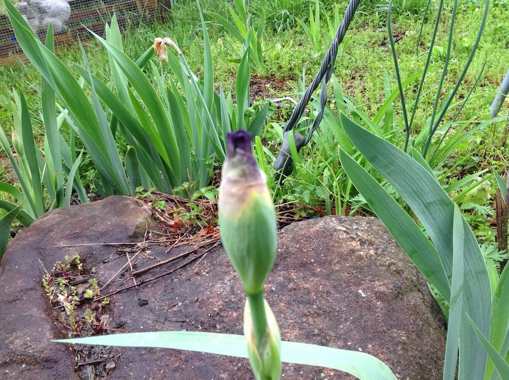 Photo of Tall Bearded Iris (Iris 'Mariposa Autumn') uploaded by UndyingLight