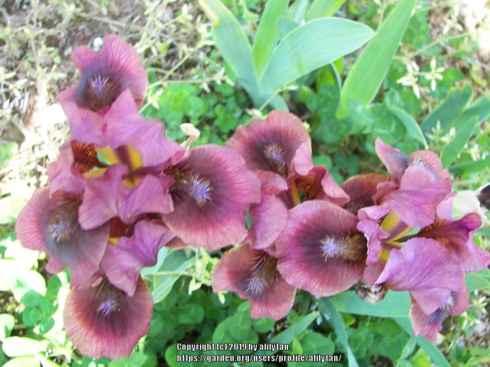 Photo of Standard Dwarf Bearded Iris (Iris 'Nut Ruffles') uploaded by alilyfan