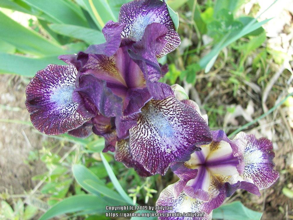 Photo of Standard Dwarf Bearded Iris (Iris 'Hoodlum') uploaded by alilyfan
