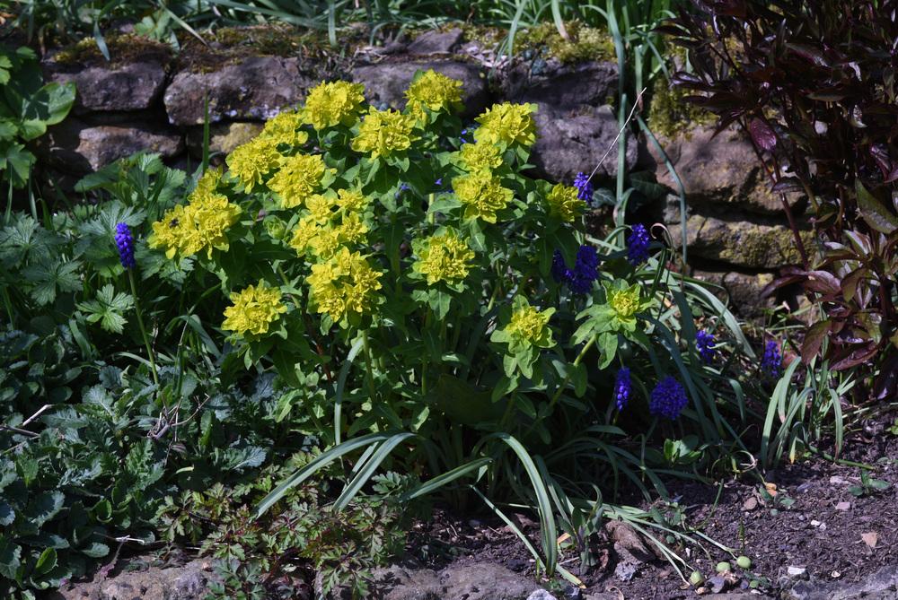 Photo of Cushion Spurge (Euphorbia epithymoides) uploaded by cliftoncat