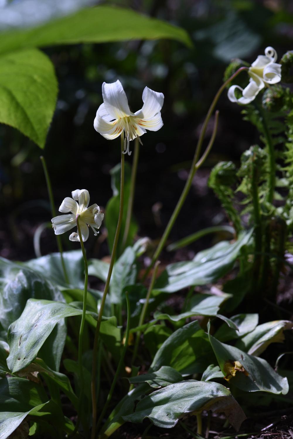 Photo of California Trout Lily (Erythronium californicum 'White Beauty') uploaded by cliftoncat