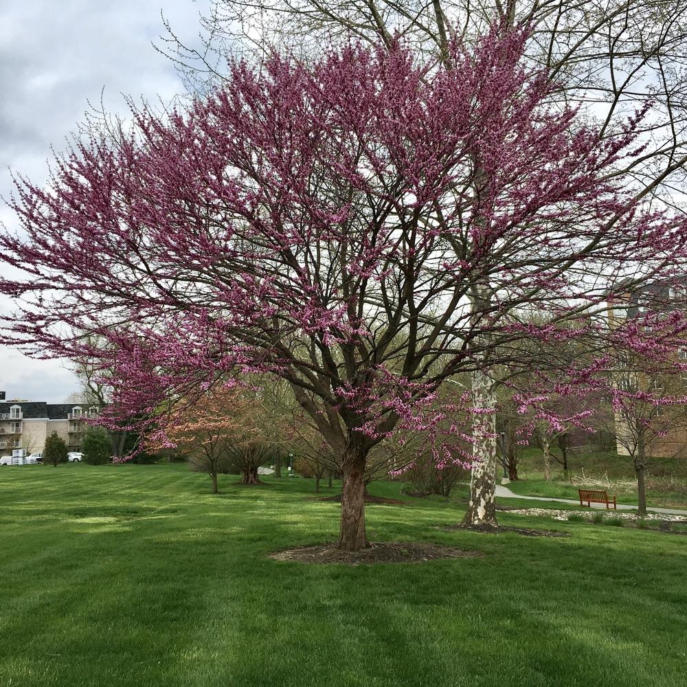 Photo of Eastern Redbud (Cercis canadensis) uploaded by csandt