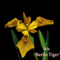 Location: Botanical Gardens of the State of Georgia...Athens, Ga
Date: 2019-04-18
Iris - Berlin Tiger 006 text