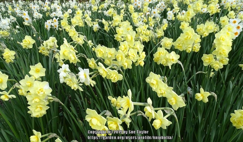 Photo of Double Daffodil (Narcissus 'Yellow Cheerfulness') uploaded by kniphofia