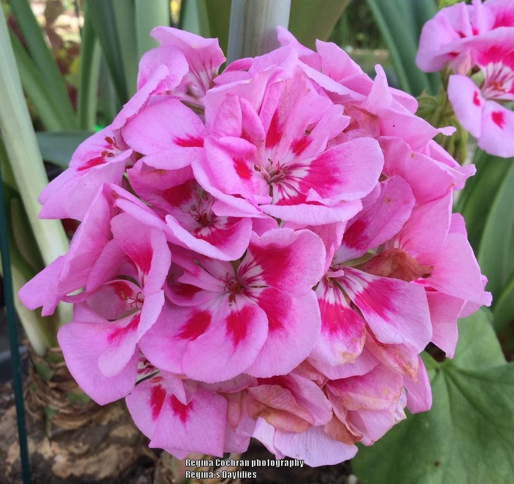 Photo of Zonal Geranium (Pelargonium x hortorum Allure™ Light Pink) uploaded by scflowers