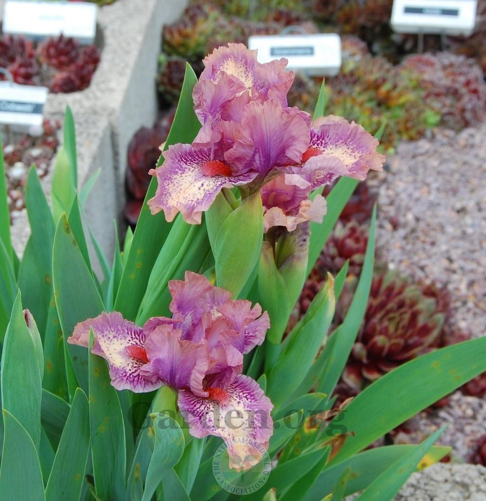 Photo of Standard Dwarf Bearded Iris (Iris 'Raspberry Ice') uploaded by valleylynn