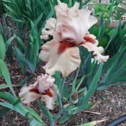 Location: My Caffeinated Garden, Grapevine, TX
Date: 2019-04-06
Very distinctive iris in my garden...sure to make you smile!