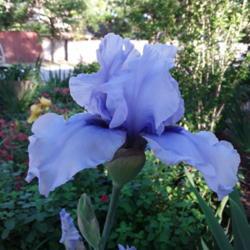 Location: My Caffeinated Garden, Grapevine, TX
Date: 2019-04-20
Cute powder blue iris that is a good grower and bloomer.