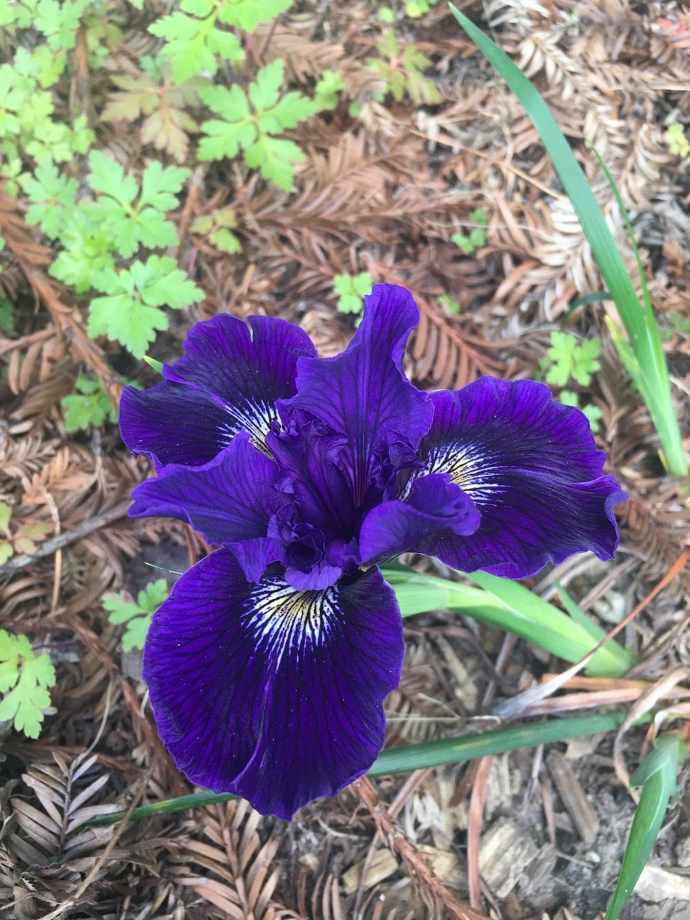 Photo of Pacific Coast Iris (Iris 'Deep Blue Sea') uploaded by Calif_Sue