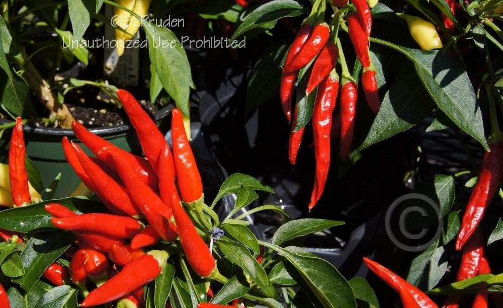 Photo of Ornamental Pepper (Capsicum annuum 'Chilly Chili') uploaded by DaylilySLP