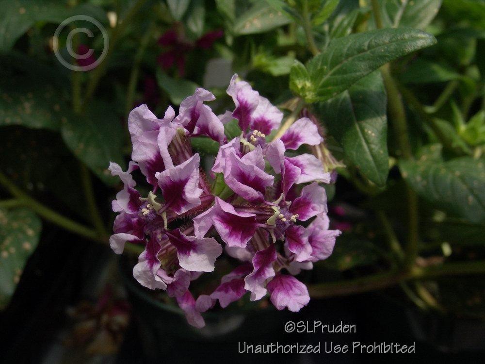 Photo of Hybrid Batface Cuphea (Cuphea Vienco® Lavender) uploaded by DaylilySLP