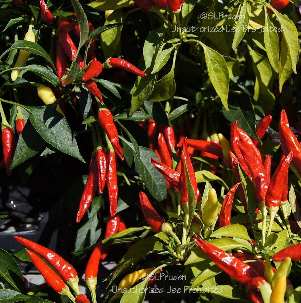 Photo of Ornamental Pepper (Capsicum annuum 'Chilly Chili') uploaded by DaylilySLP