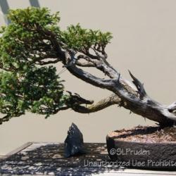 Location: Matthaei Botanical Gardens, Ann Arbor, MI
Date: 2014-07-06
Bonsai--started 1962, trained since 1970, donated by Dr. M.H. See