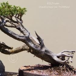 Location: Matthaei Botanical Gardens, Ann Arbor, MI
Date: 2014-07-06
Bonsai--started 1962, trained since 1970, donated by Dr. M.H. See