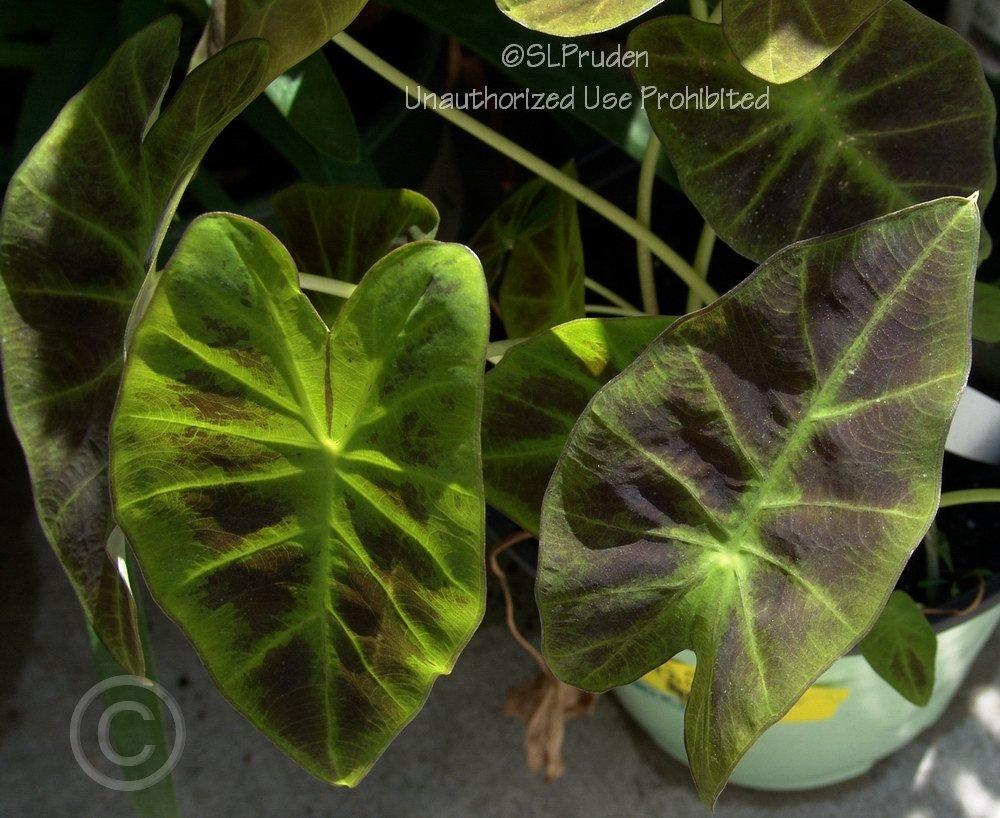 Photo of Imperial Taro (Colocasia esculenta 'Illustris') uploaded by DaylilySLP