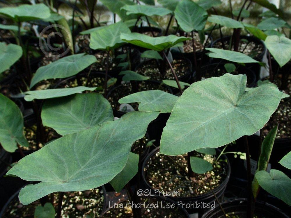 Photo of Elephant Ear (Colocasia 'Coffee Cups') uploaded by DaylilySLP