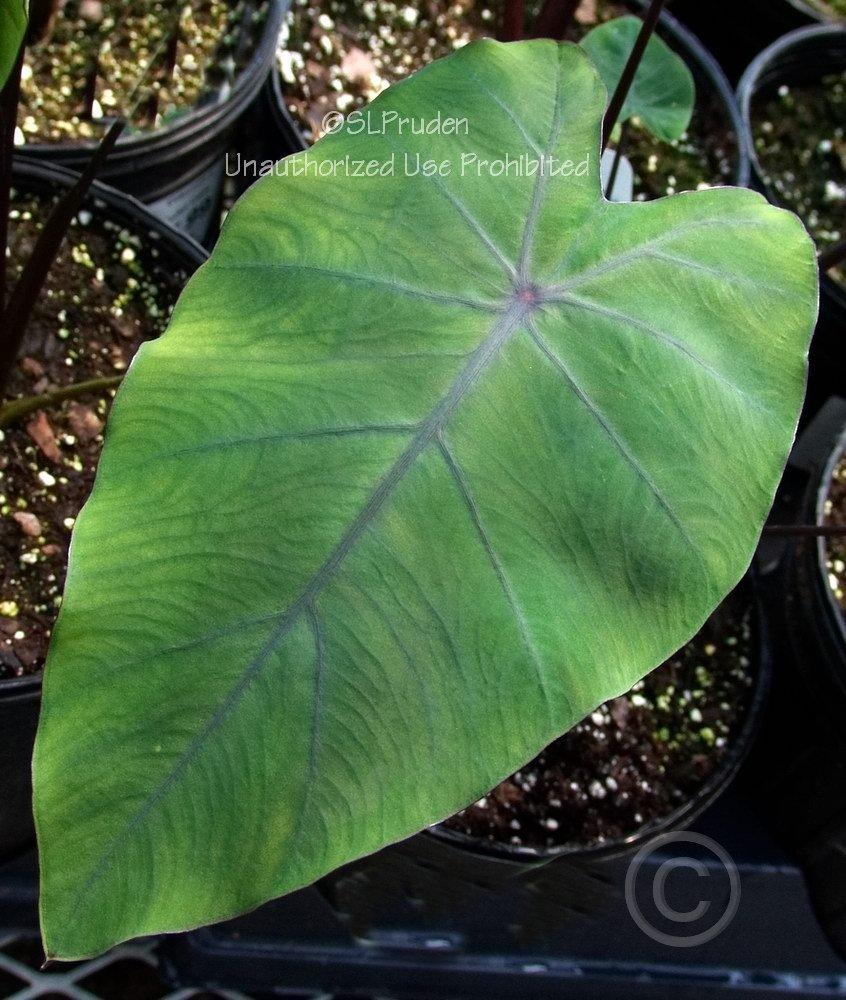 Photo of Elephant Ear (Colocasia 'Coffee Cups') uploaded by DaylilySLP