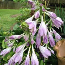Location: In my garden, Falls Church, VA
Date: 2018-07-06
Buds and Blooms