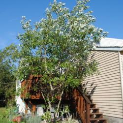 Location: Downingtown, Pennsylvania
Date: 2010-07-26
mature Sweet Magnolia (M. virginiana) in summer