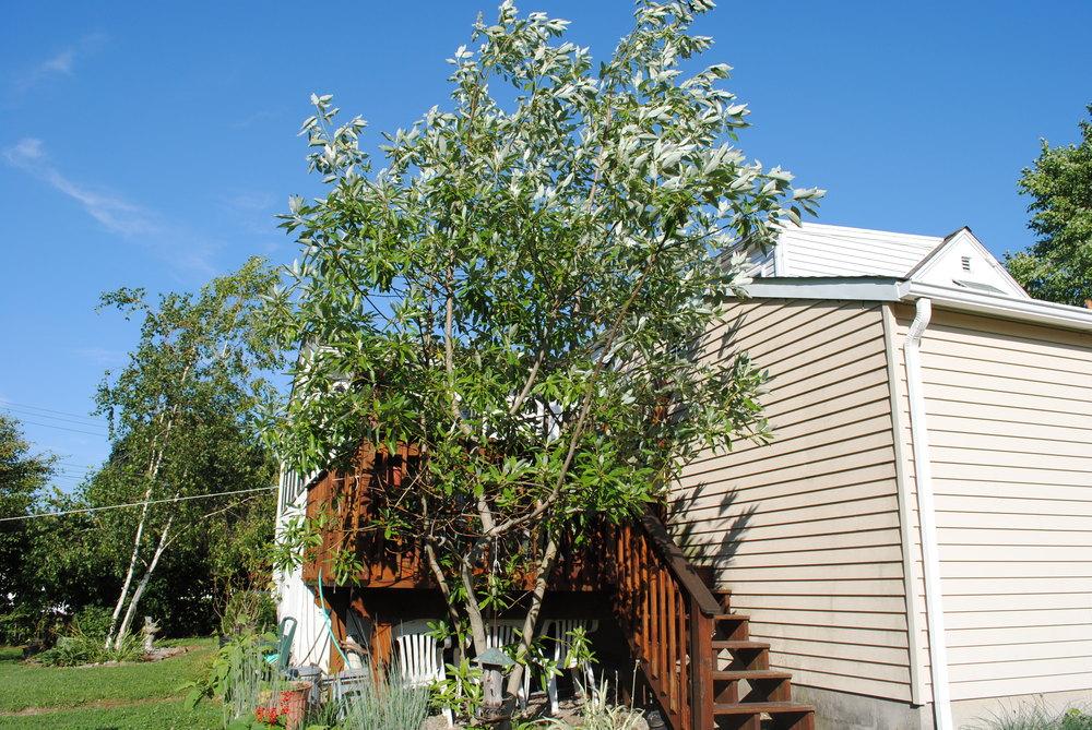 Photo of Magnolias (Magnolia) uploaded by ILPARW