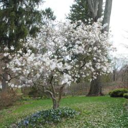 Location: West Chester, Pennsylvania
Date: 2019-04-11
mature shrub in bloom