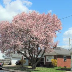 Location: Downingtown, Pennsylvania
Date: 2019-04-10
full-grown tree in bloom