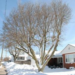 Location: Downingtown, Pennsylvania
Date: 2011-01-31
full-grown tree in winter