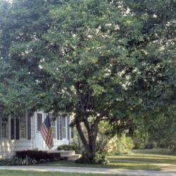 Location: Glen Ellyn, Illinois
Date: summer in 1984
mature tree in summer