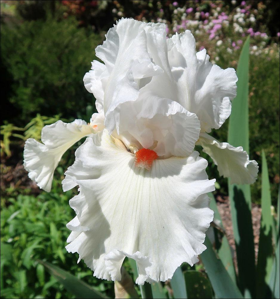 Photo of Tall Bearded Iris (Iris 'Nordica') uploaded by Polymerous