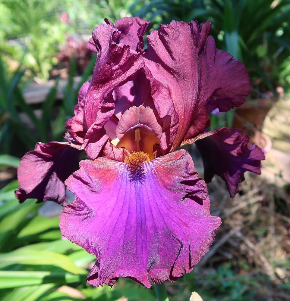 Photo of Tall Bearded Iris (Iris 'Grape Expectations') uploaded by Polymerous