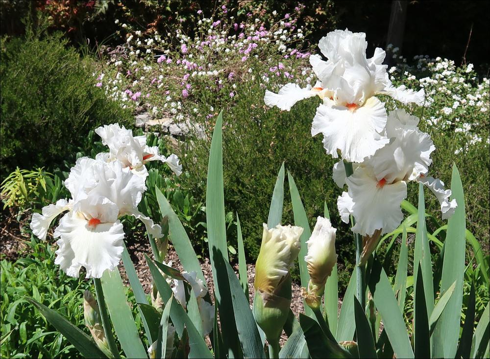 Photo of Tall Bearded Iris (Iris 'Nordica') uploaded by Polymerous