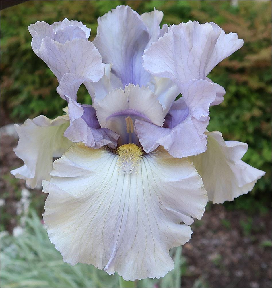 Photo of Tall Bearded Iris (Iris 'Mosby's Ghost') uploaded by Polymerous