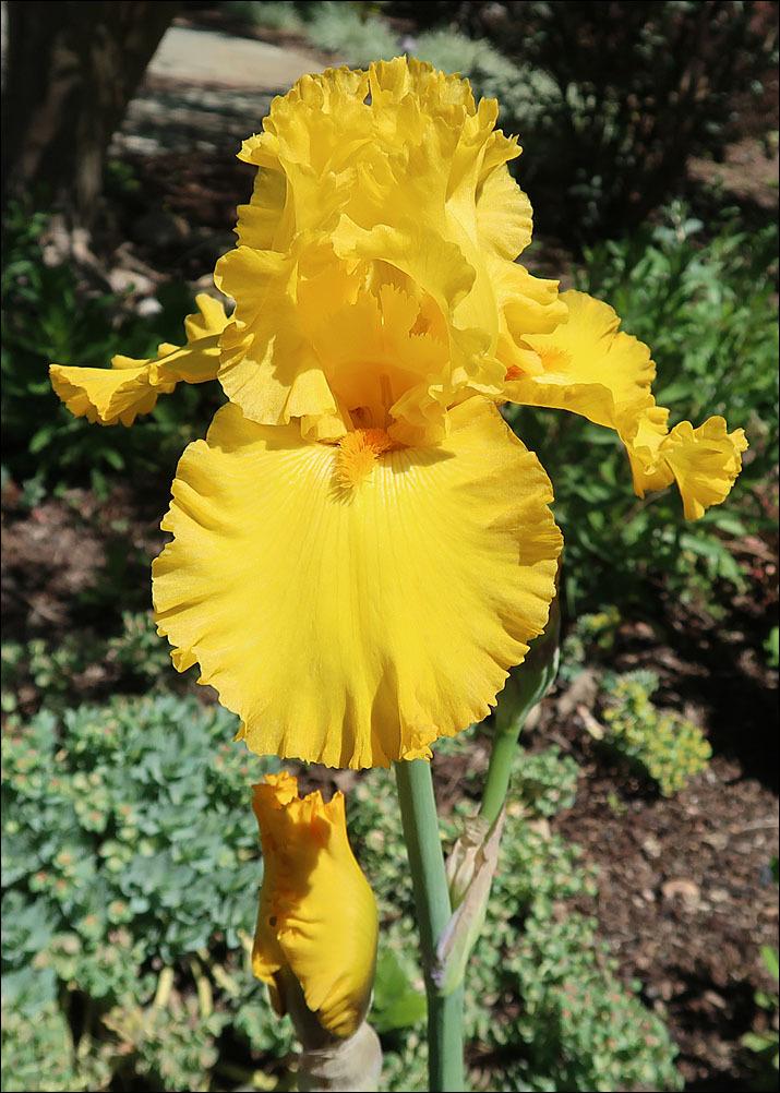 Photo of Tall Bearded Iris (Iris 'Pure as Gold') uploaded by Polymerous