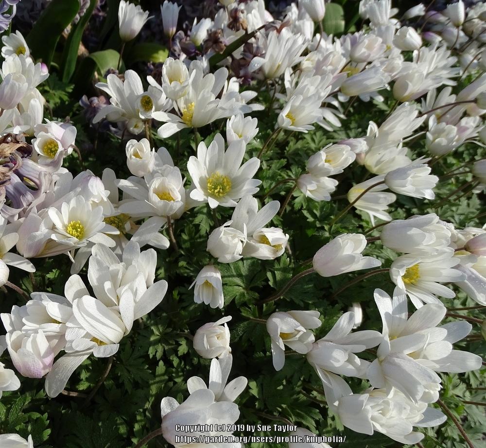 Photo of Grecian Windflower (Anemone blanda 'White Splendour') uploaded by kniphofia
