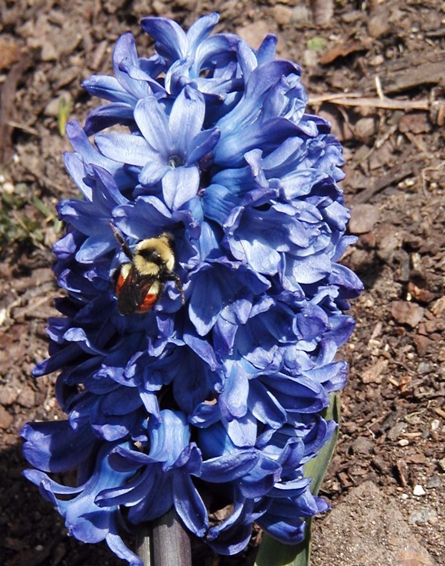 Photo of Hyacinth (Hyacinthus orientalis) uploaded by lauribob