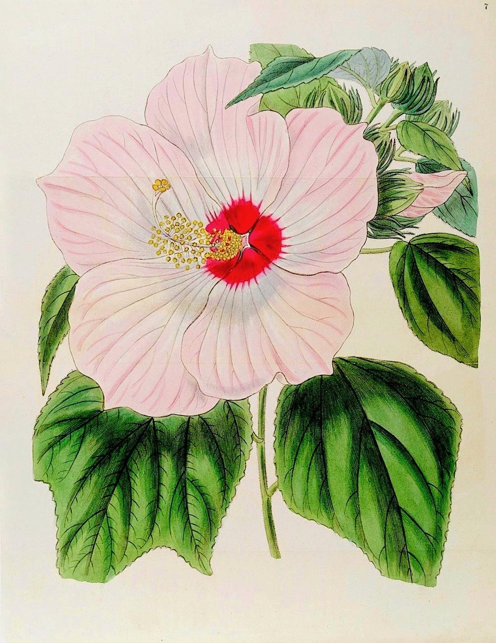 Photo of Hardy Hibiscus (Hibiscus moscheutos) uploaded by scvirginia