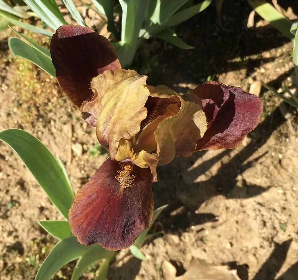 Photo of Standard Dwarf Bearded Iris (Iris 'Little Chestnut') uploaded by Islandview