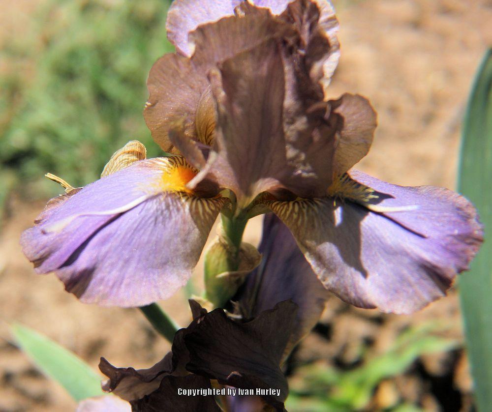 Photo of Intermediate Bearded Iris (Iris 'Devilish Nature') uploaded by Ivan_N_Tx