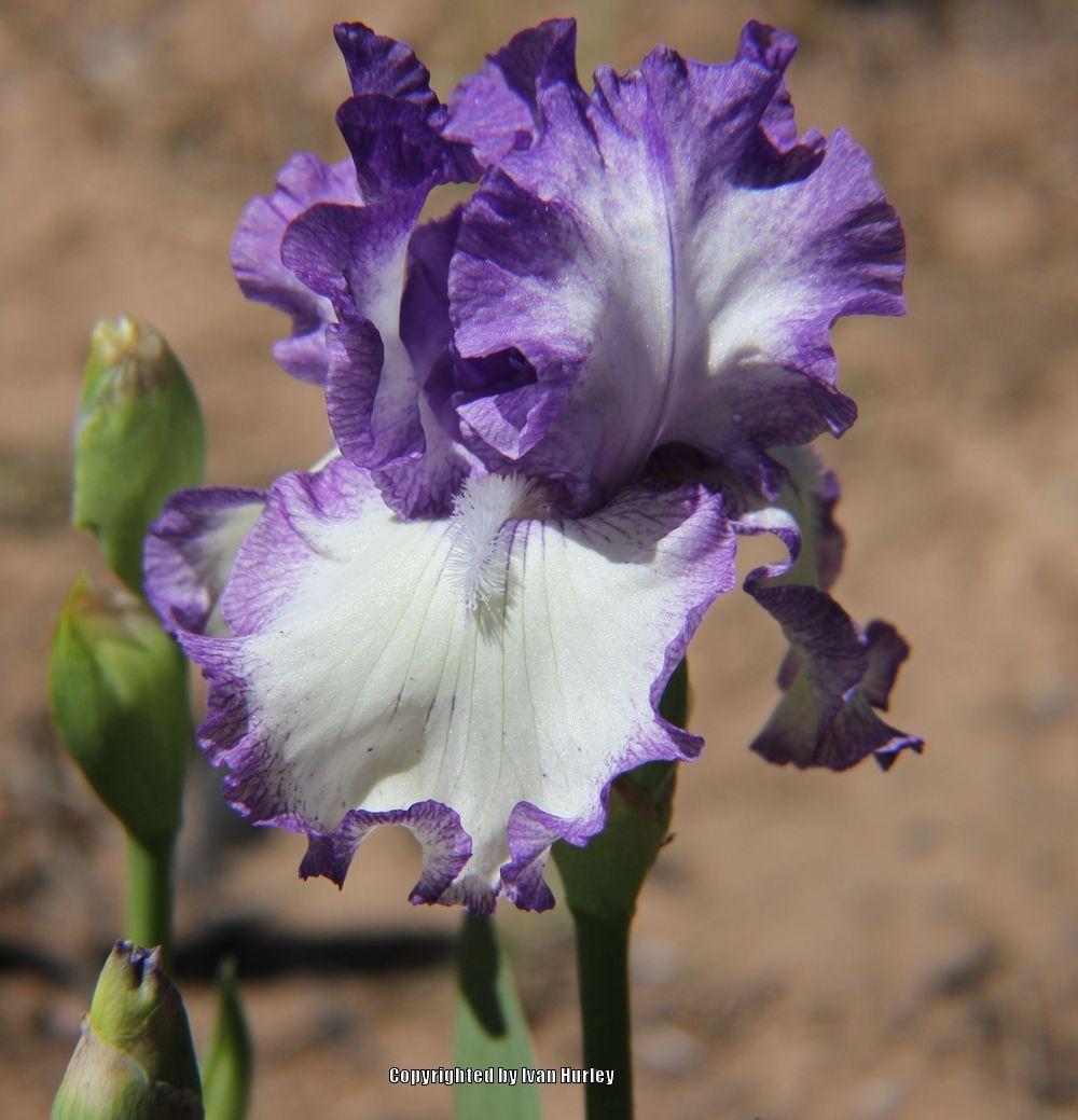 Photo of Tall Bearded Iris (Iris 'American Classic') uploaded by Ivan_N_Tx