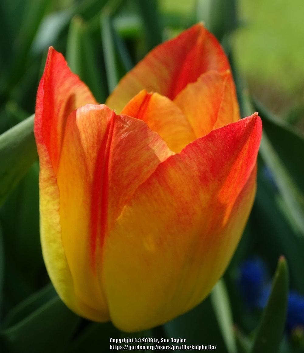 Photo of Triumph Tulip (Tulipa 'Suncatcher') uploaded by kniphofia