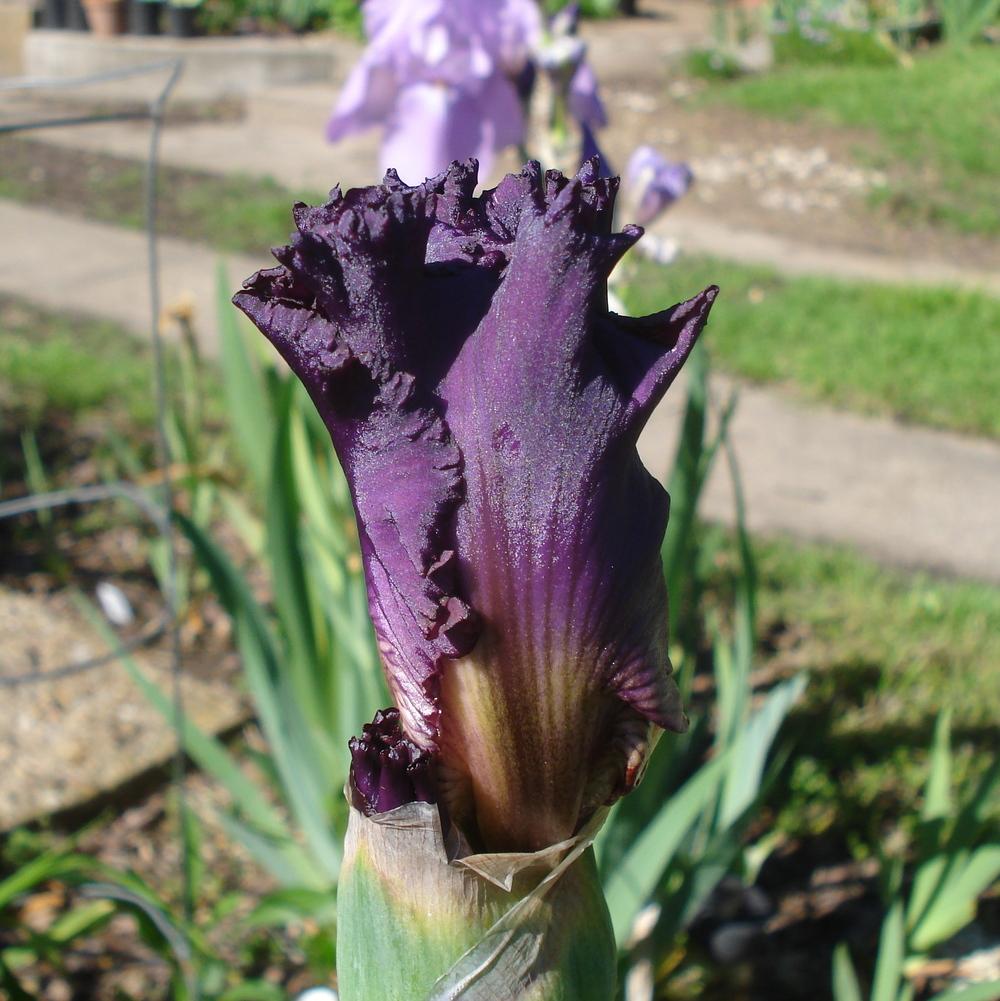 Photo of Tall Bearded Iris (Iris 'Fashionably Late') uploaded by lovemyhouse