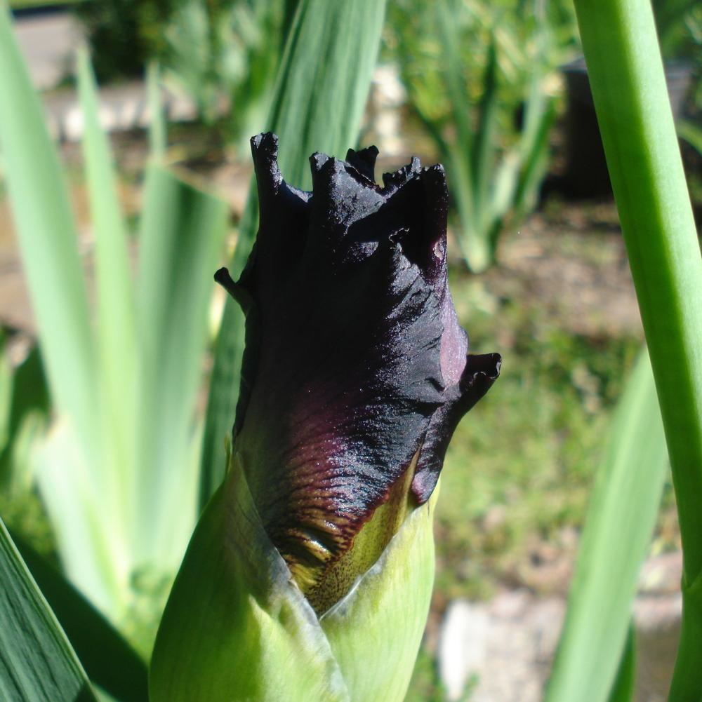 Photo of Tall Bearded Iris (Iris 'Smoky Shadows') uploaded by lovemyhouse