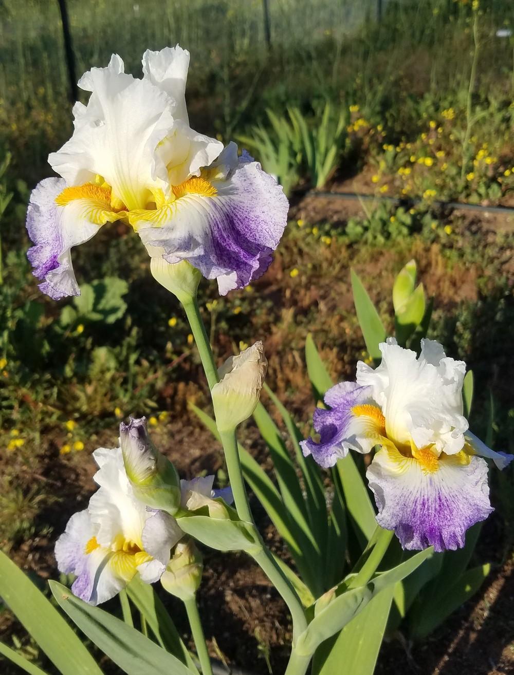Photo of Tall Bearded Iris (Iris 'Arctic Burst') uploaded by MZiris