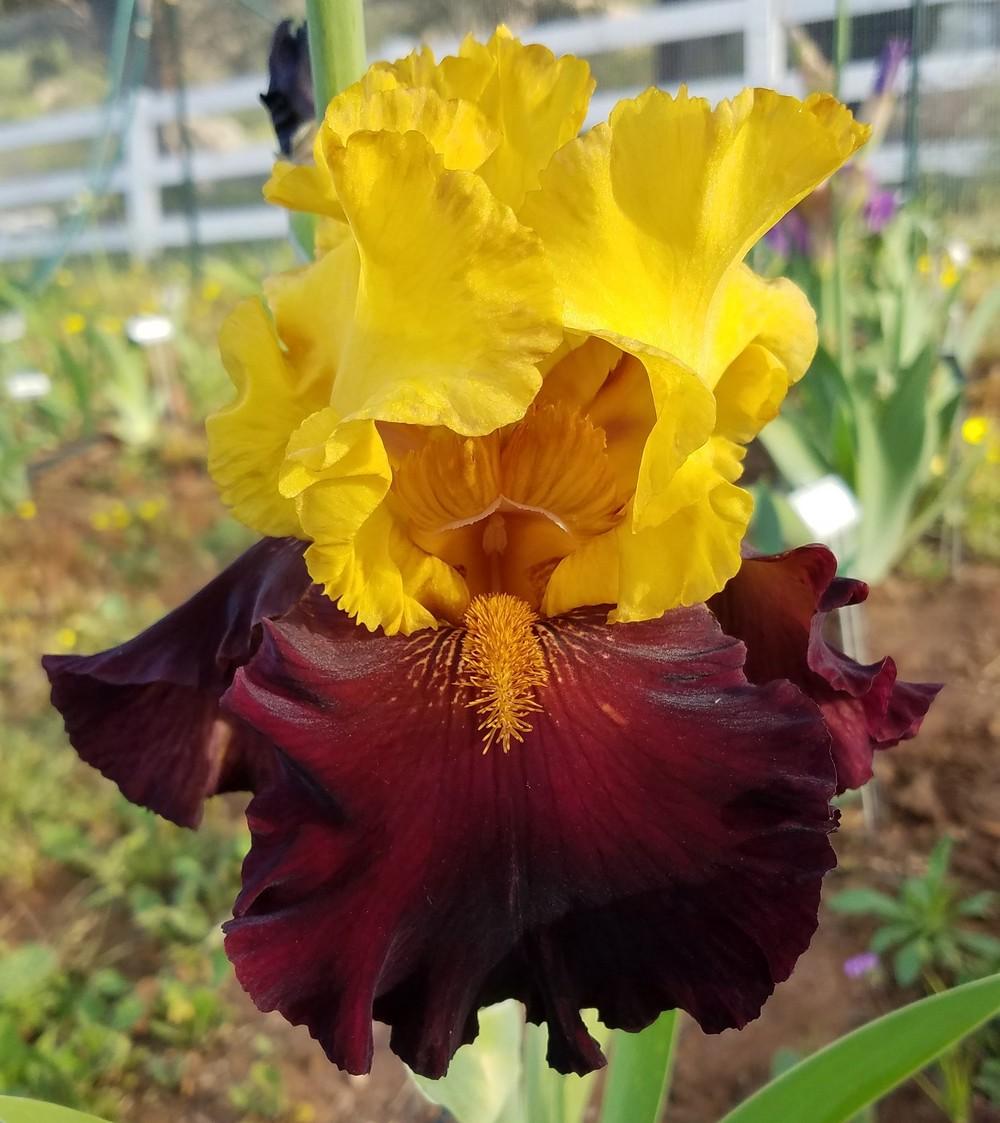 Photo of Tall Bearded Iris (Iris 'Kathy Chilton') uploaded by MZiris